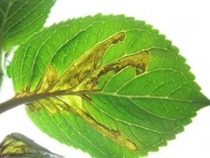 Plant Disease Diagnosis