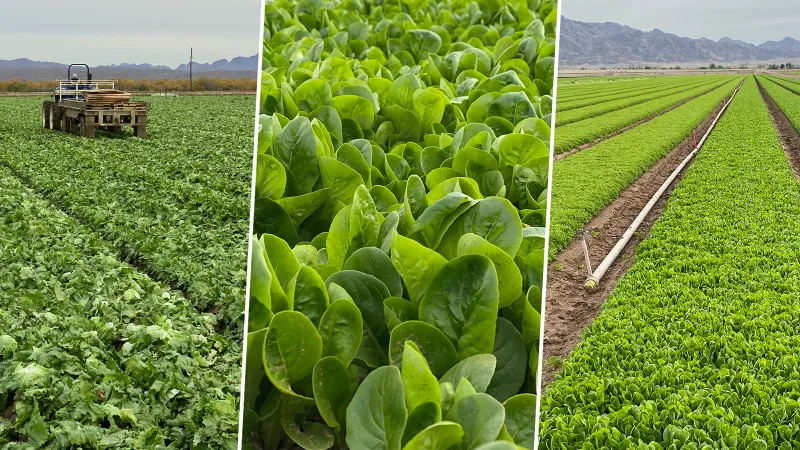 Why Choose Growing Crops Service