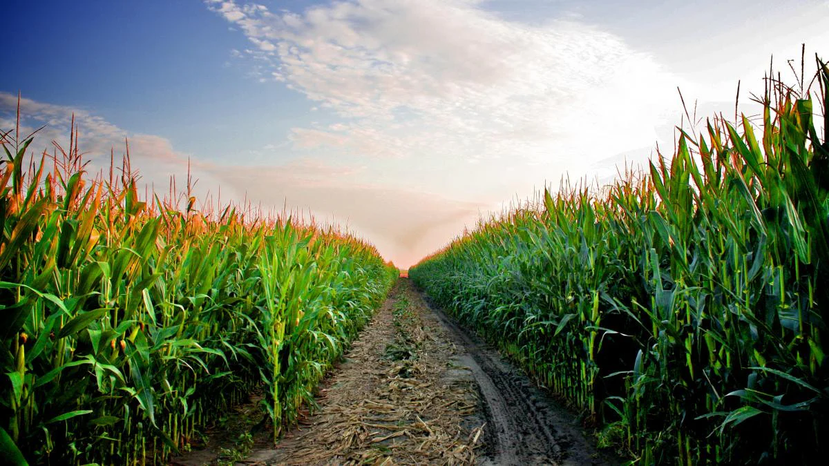 Growing Crops