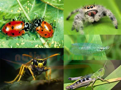 Why Choose Integrated Pest Management