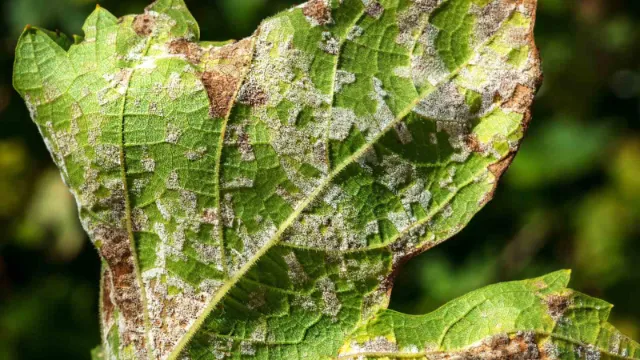 Plant Disease Diagnosis